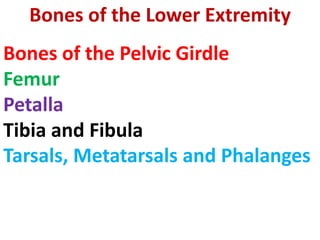 Bones of the Lower Extremity
Bones of the Pelvic Girdle
Femur
Petalla
Tibia and Fibula
Tarsals, Metatarsals and Phalanges
 