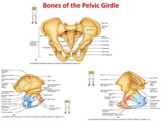 Bones of the Pelvic Girdle
 
