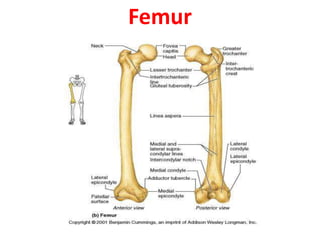 Femur
 