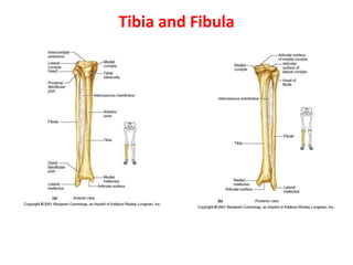 Tibia and Fibula
 