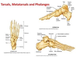 Tarsals, Metatarsals and Phalanges
 
