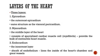 ▪ Three layers:
1. Epicardium
• the outermost epicardium
• same structure as the visceral pericardium.
2. Myocardium
• the middle layer of the heart
• consists of specialized cardiac muscle cell (myofibrils) – provide the
bulk of contractile heart muscle.
3. Endocardium
• the innermost layer
• sheath of endothelium - lines the inside of the heart’s chamber and
great vessels
 