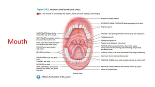anatomy physiology Digestive system (1).pdf