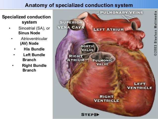anatomy 4 pro bundle anatomy 4 pro bundle