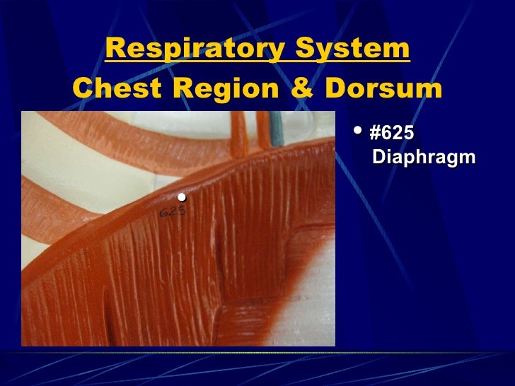 Anatomy & Physiology Ii Lab Test 3 1 2