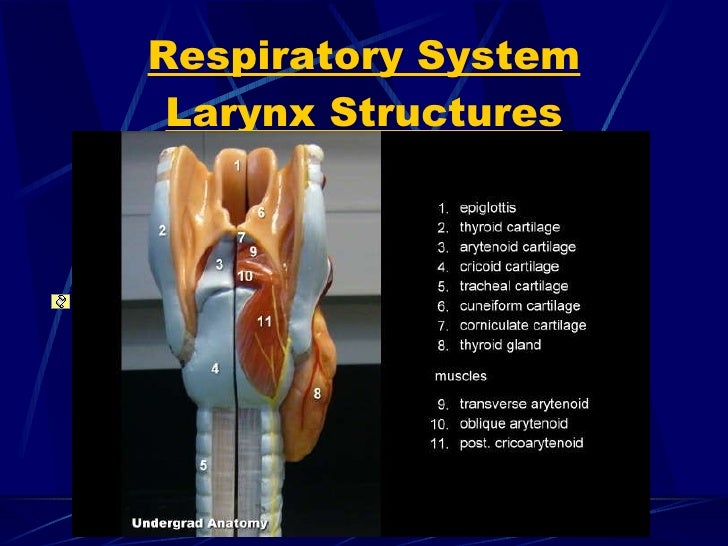 Anatomy &amp; Physiology Ii Lab Test 3 1 2