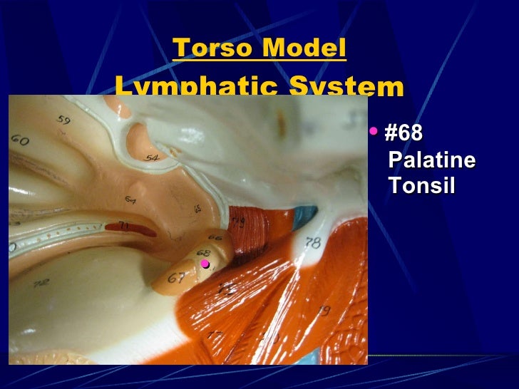 Anatomy & Physiology Ii Lab Test 3 1 2