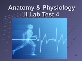 Anatomy & Physiology II Lab Test 4 