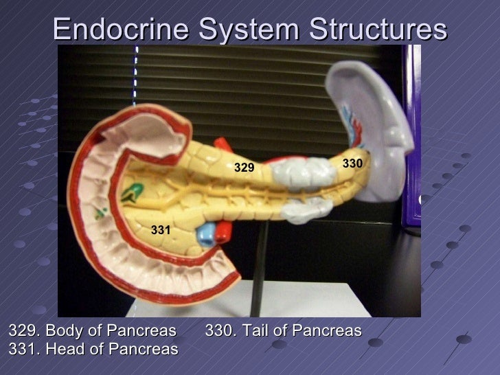 lab 4 endocrine system physiology Biology 333 – endocrine physiology fall 2011 thursday, september 22, 2011 •hormones of endocrine glands and organs click website to learn about endocrine glands and hormones • lab 4-use real anatomy to learn the physiology of endocrine system during class. lab 4 endocrine system physiology Biology 333 – endocrine physiology fall 2011 thursday, september 22, 2011 •hormones of endocrine glands and organs click website to learn about endocrine glands and hormones • lab 4-use real anatomy to learn the physiology of endocrine system during class.