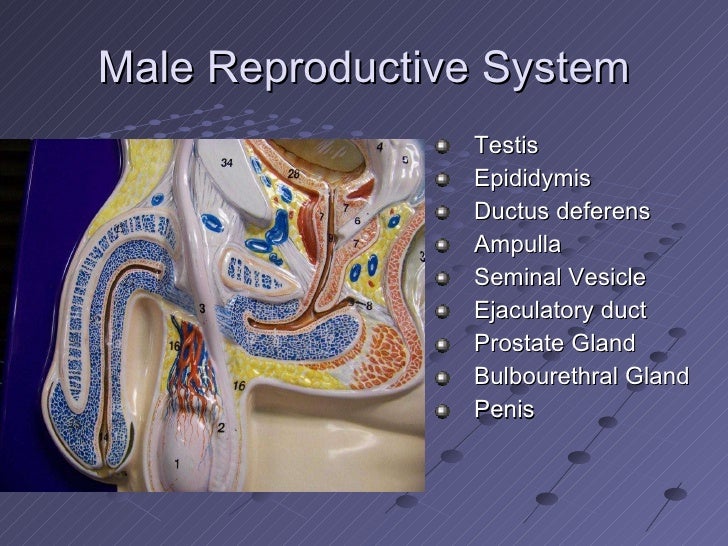 Anatomy &amp; Physiology Ii Lab Test 4