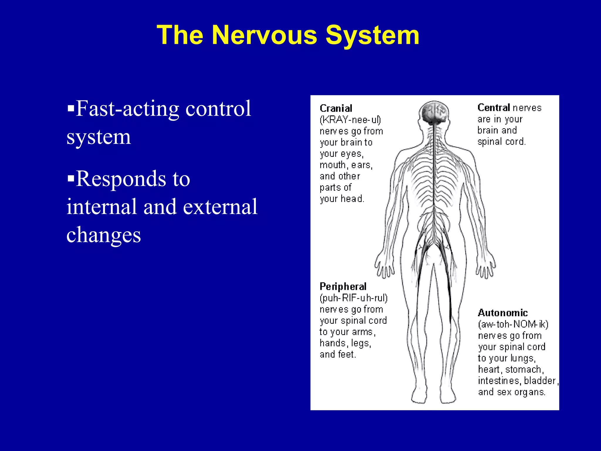 Fast-acting control
system
Responds to
internal and external
changes
The Nervous System
 