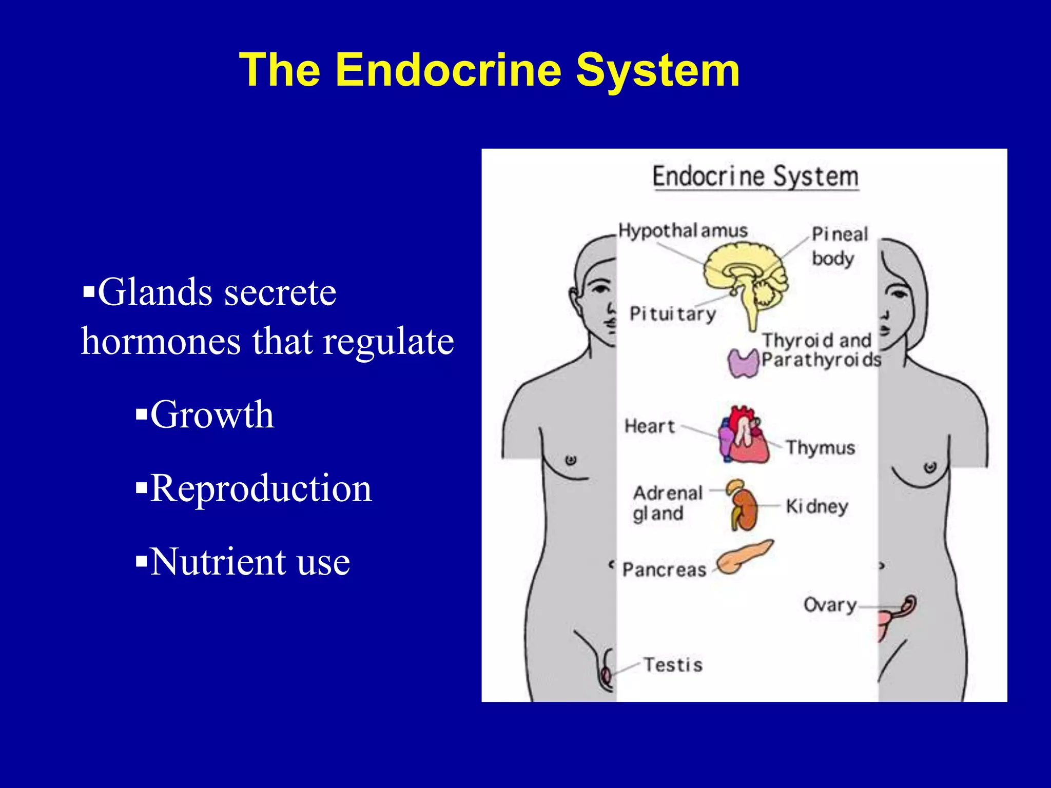 Glands secrete
hormones that regulate
Growth
Reproduction
Nutrient use
The Endocrine System
 