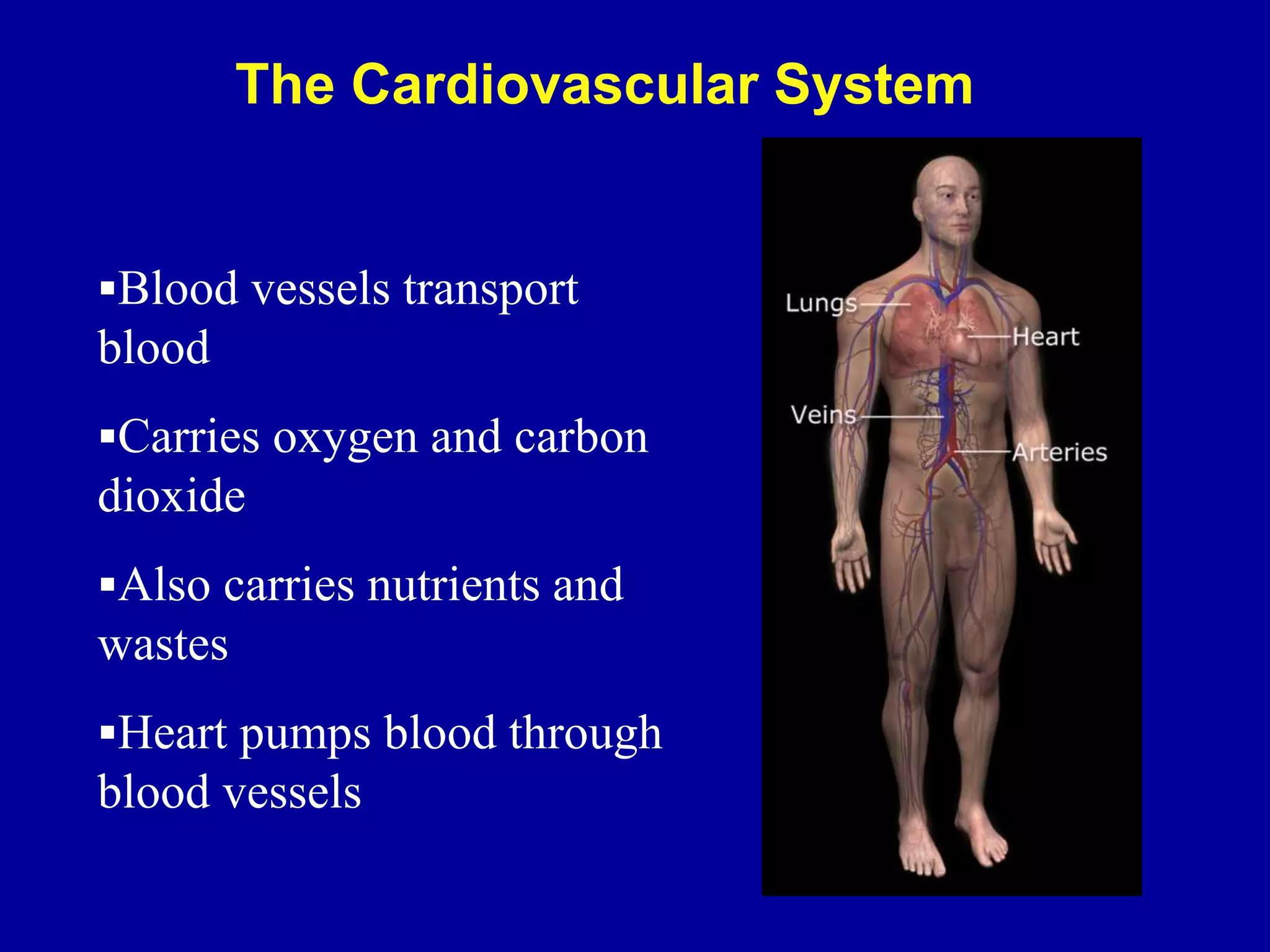 The Cardiovascular System
Blood vessels transport
blood
Carries oxygen and carbon
dioxide
Also carries nutrients and
wastes
Heart pumps blood through
blood vessels
 