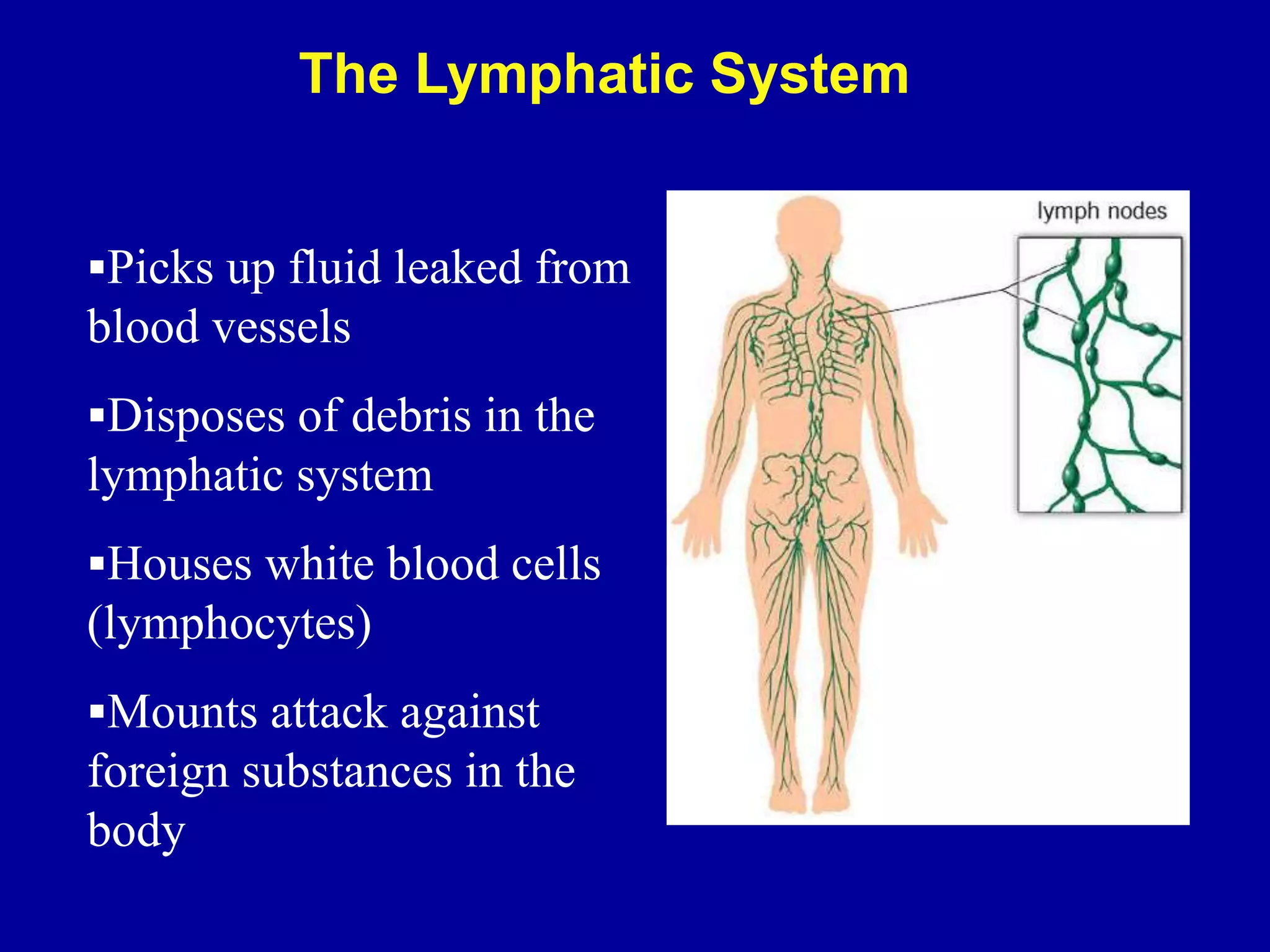 Picks up fluid leaked from
blood vessels
Disposes of debris in the
lymphatic system
Houses white blood cells
(lymphocytes)
Mounts attack against
foreign substances in the
body
The Lymphatic System
 