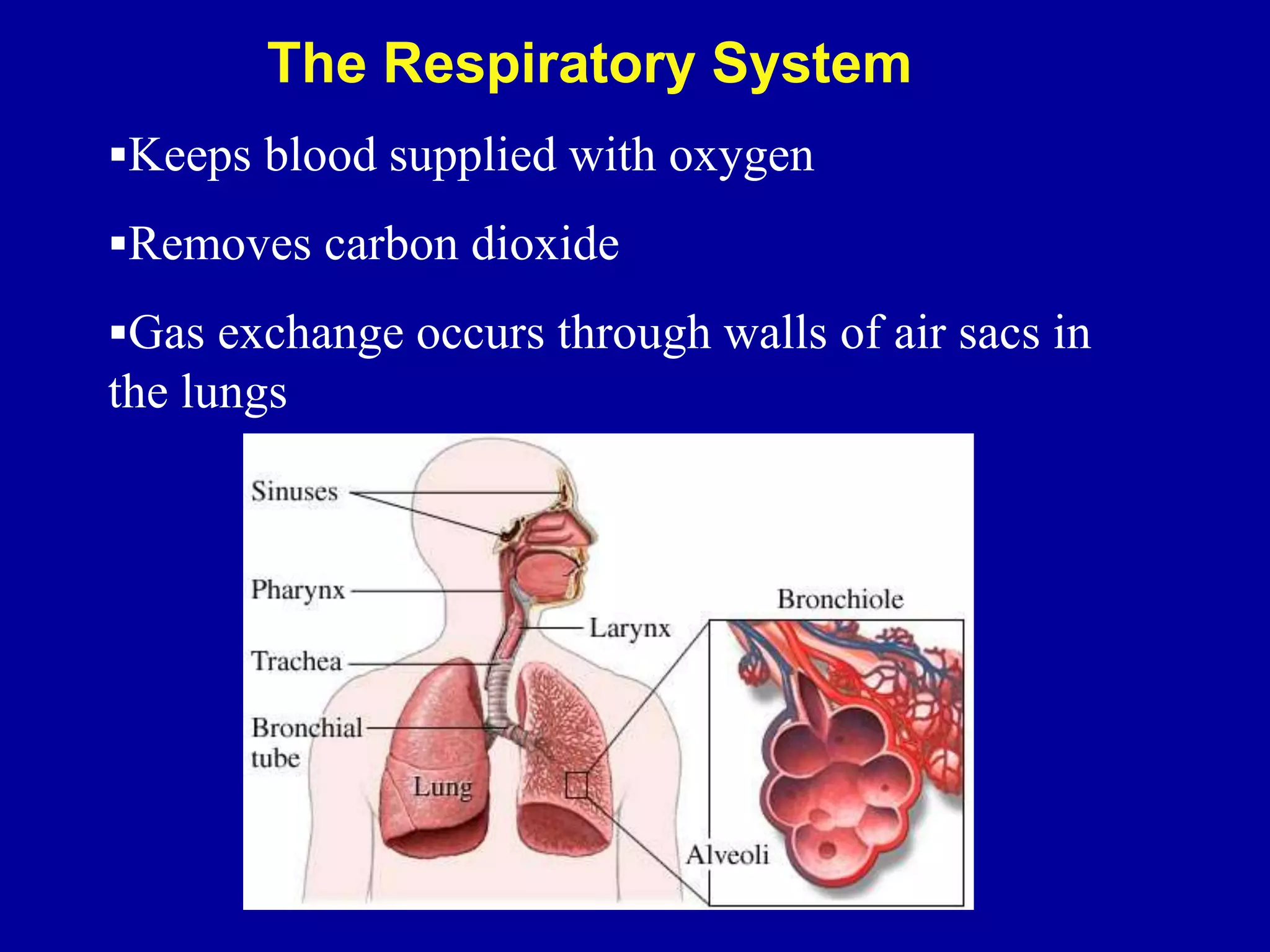 Keeps blood supplied with oxygen
Removes carbon dioxide
Gas exchange occurs through walls of air sacs in
the lungs
The Respiratory System
 