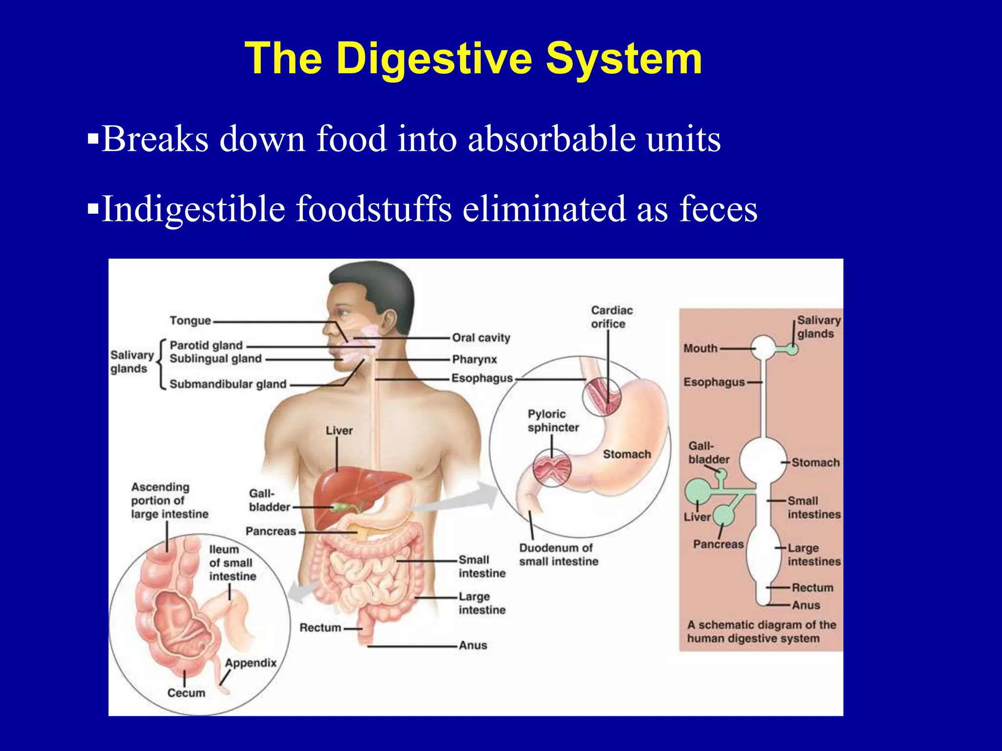 Breaks down food into absorbable units
Indigestible foodstuffs eliminated as feces
The Digestive System
 