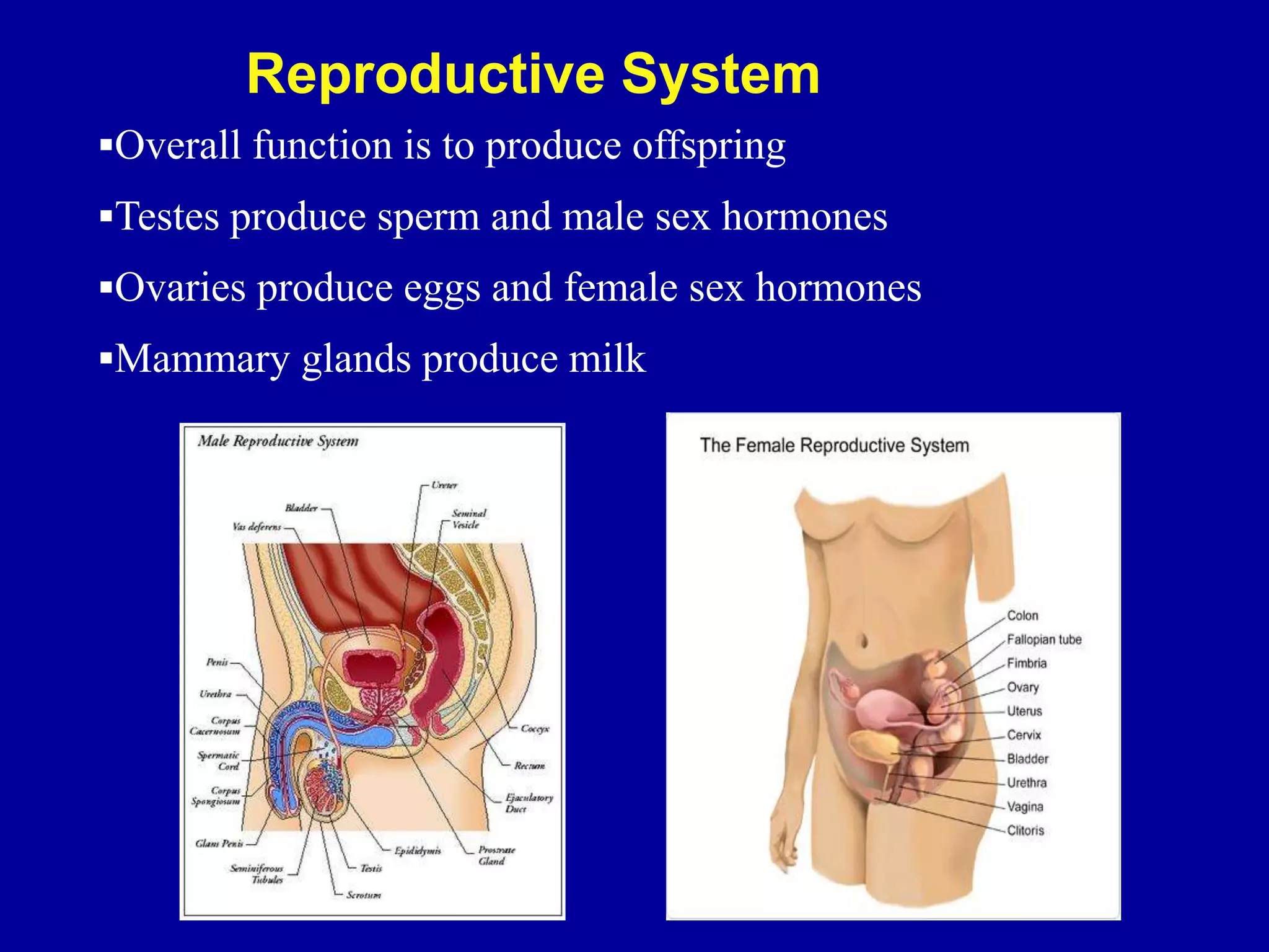 Overall function is to produce offspring
Testes produce sperm and male sex hormones
Ovaries produce eggs and female sex hormones
Mammary glands produce milk
Reproductive System
 