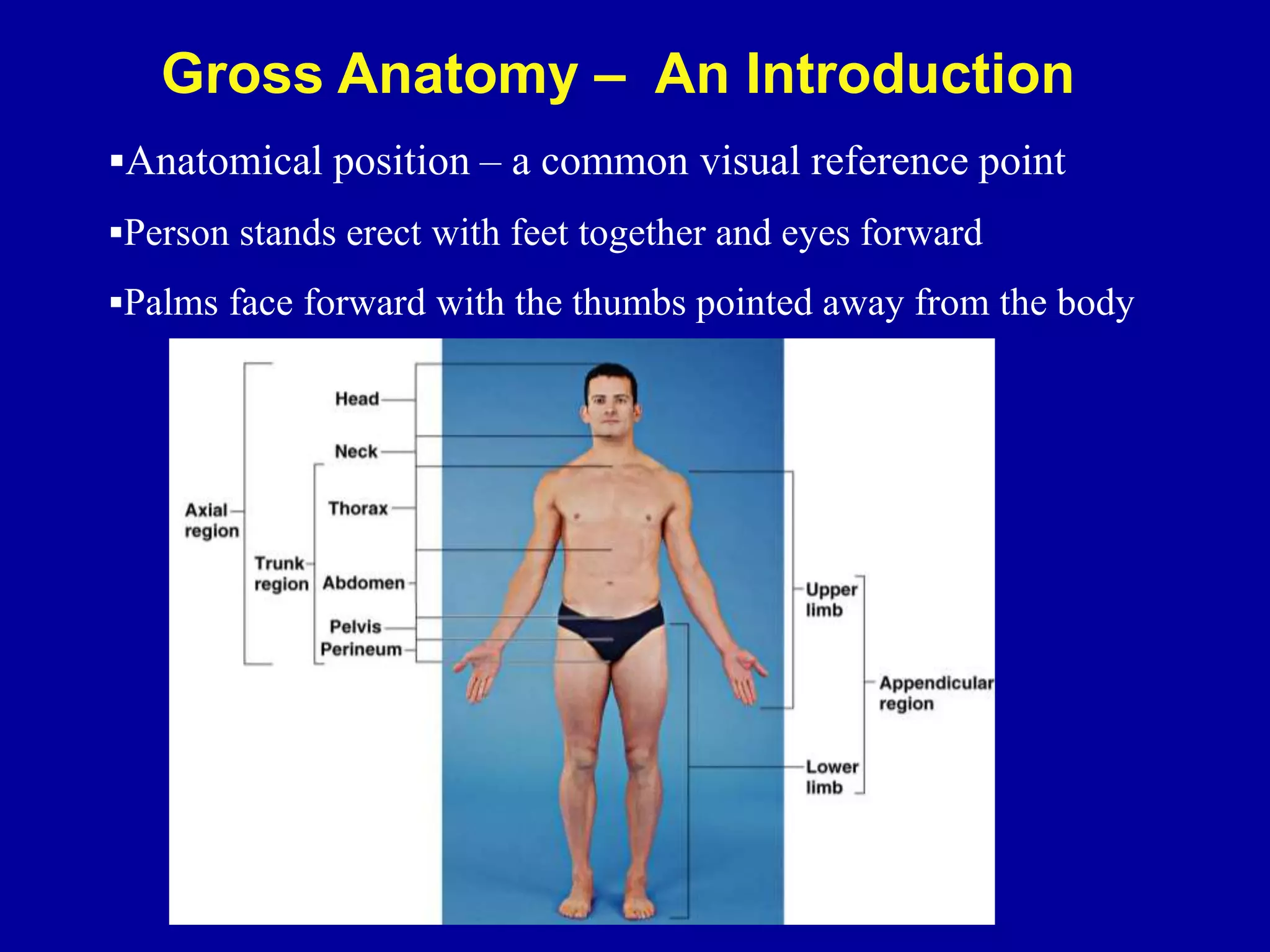 Anatomical position – a common visual reference point
Person stands erect with feet together and eyes forward
Palms face forward with the thumbs pointed away from the body
Gross Anatomy – An Introduction
 