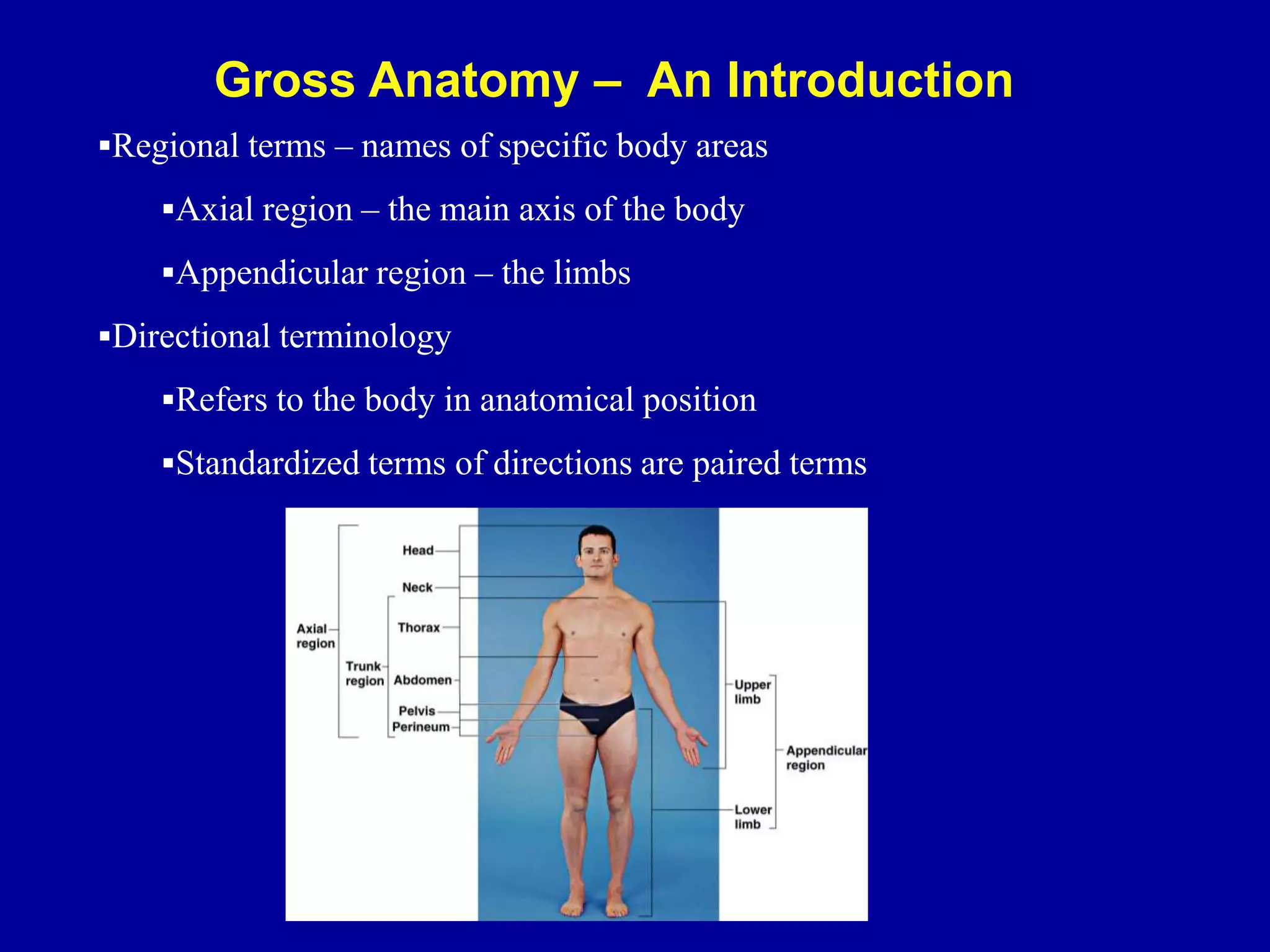 Gross Anatomy – An Introduction
Regional terms – names of specific body areas
Axial region – the main axis of the body
Appendicular region – the limbs
Directional terminology
Refers to the body in anatomical position
Standardized terms of directions are paired terms
 