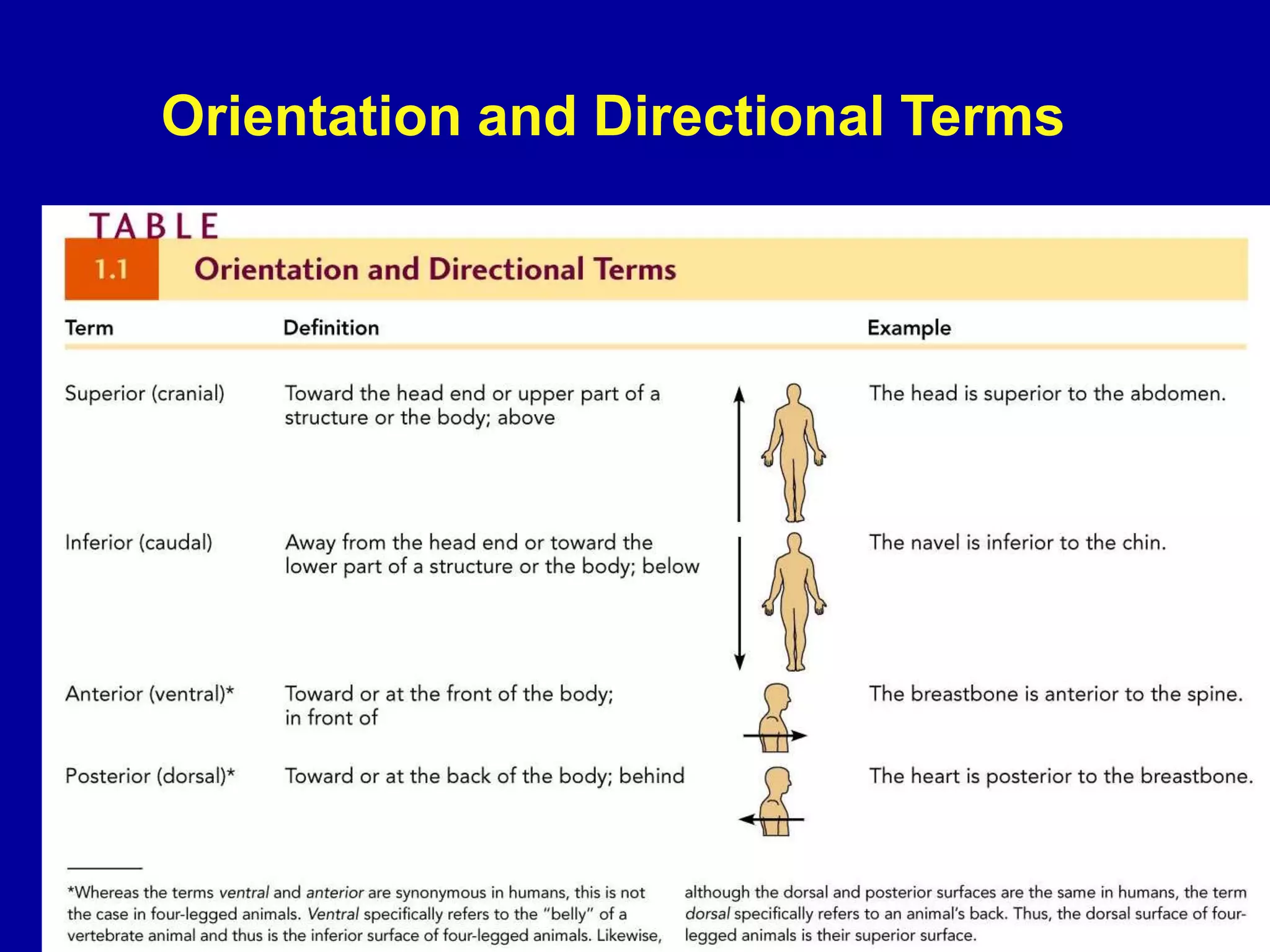 Orientation and Directional Terms
 