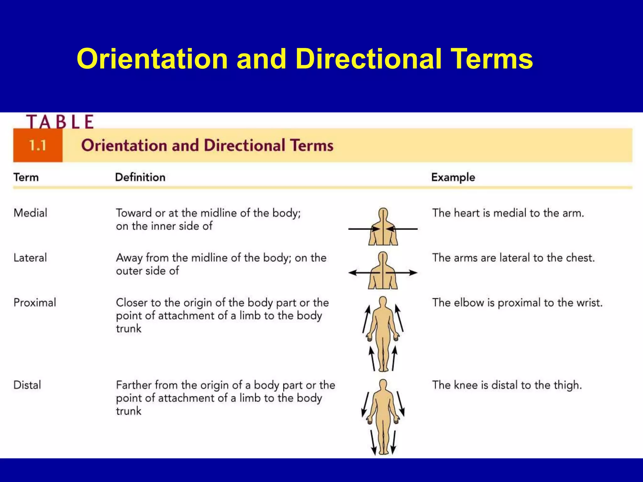 Orientation and Directional Terms
 
