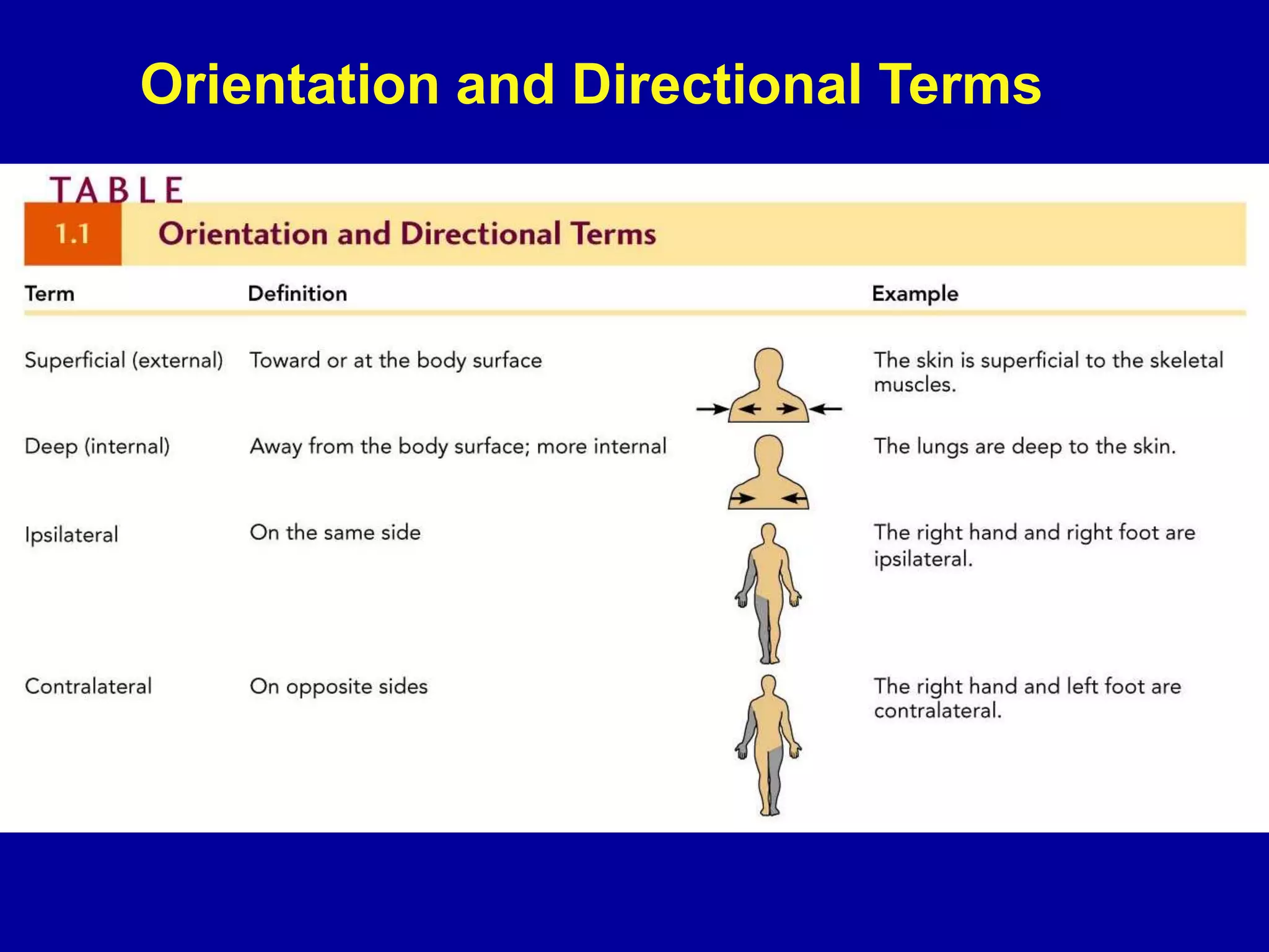 Orientation and Directional Terms
 