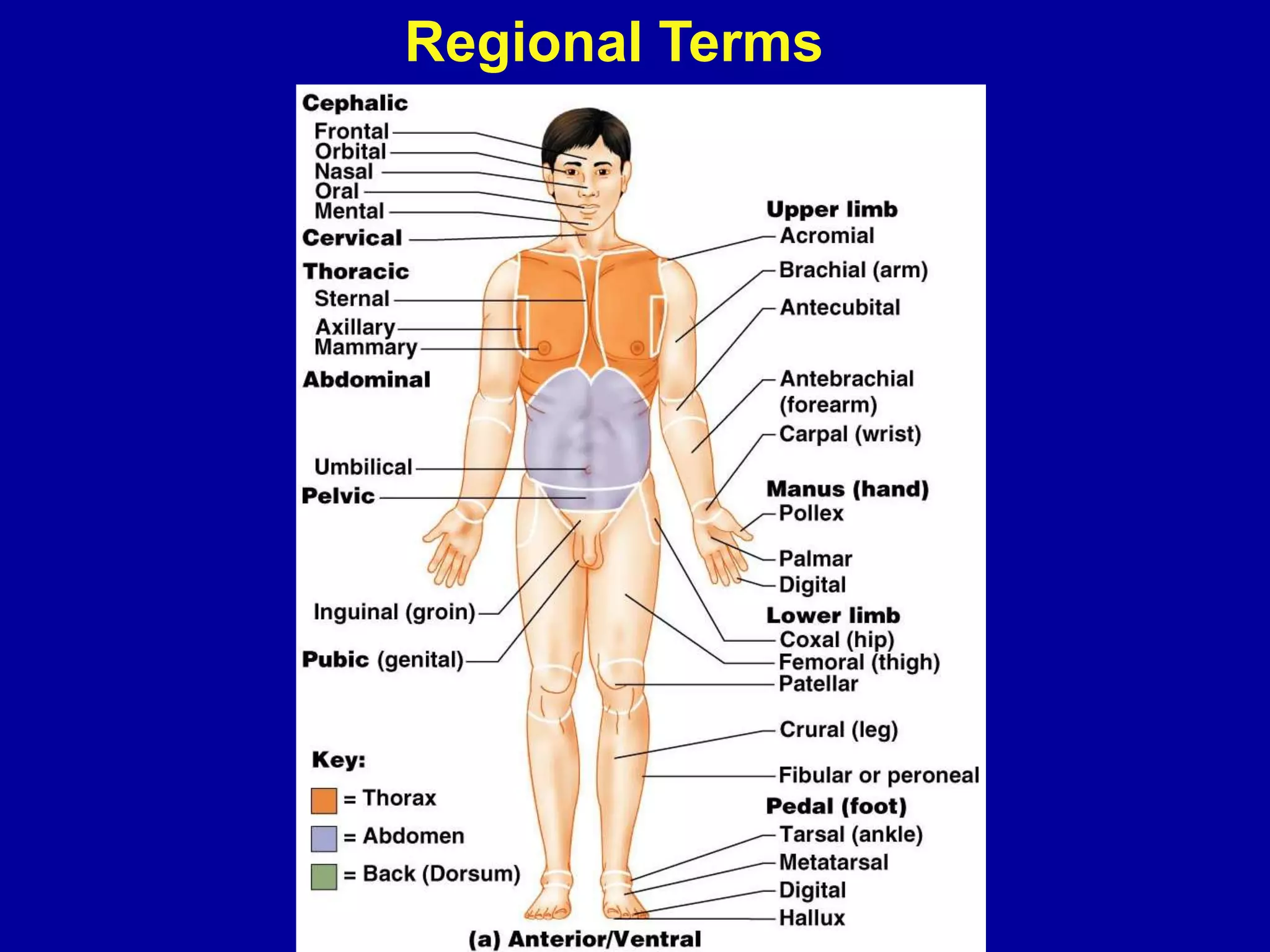 Regional Terms
 