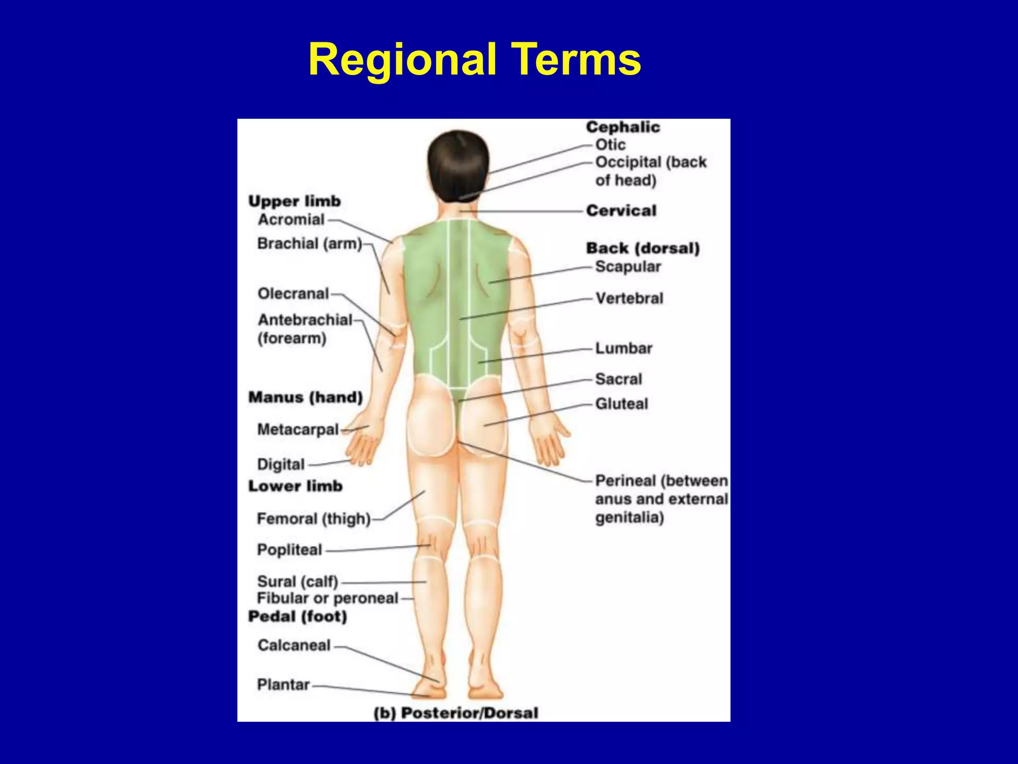 Regional Terms
 
