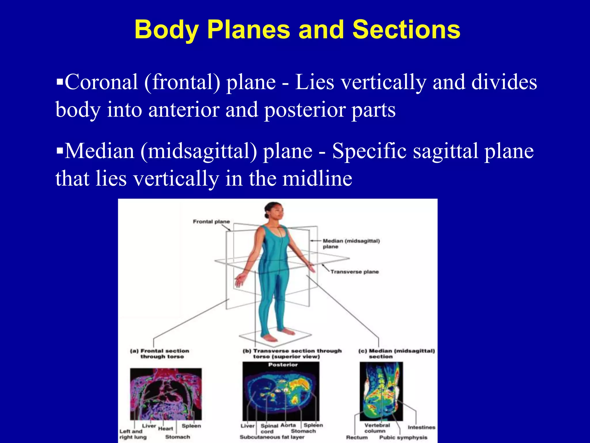 Body Planes and Sections
Coronal (frontal) plane - Lies vertically and divides
body into anterior and posterior parts
Median (midsagittal) plane - Specific sagittal plane
that lies vertically in the midline
 