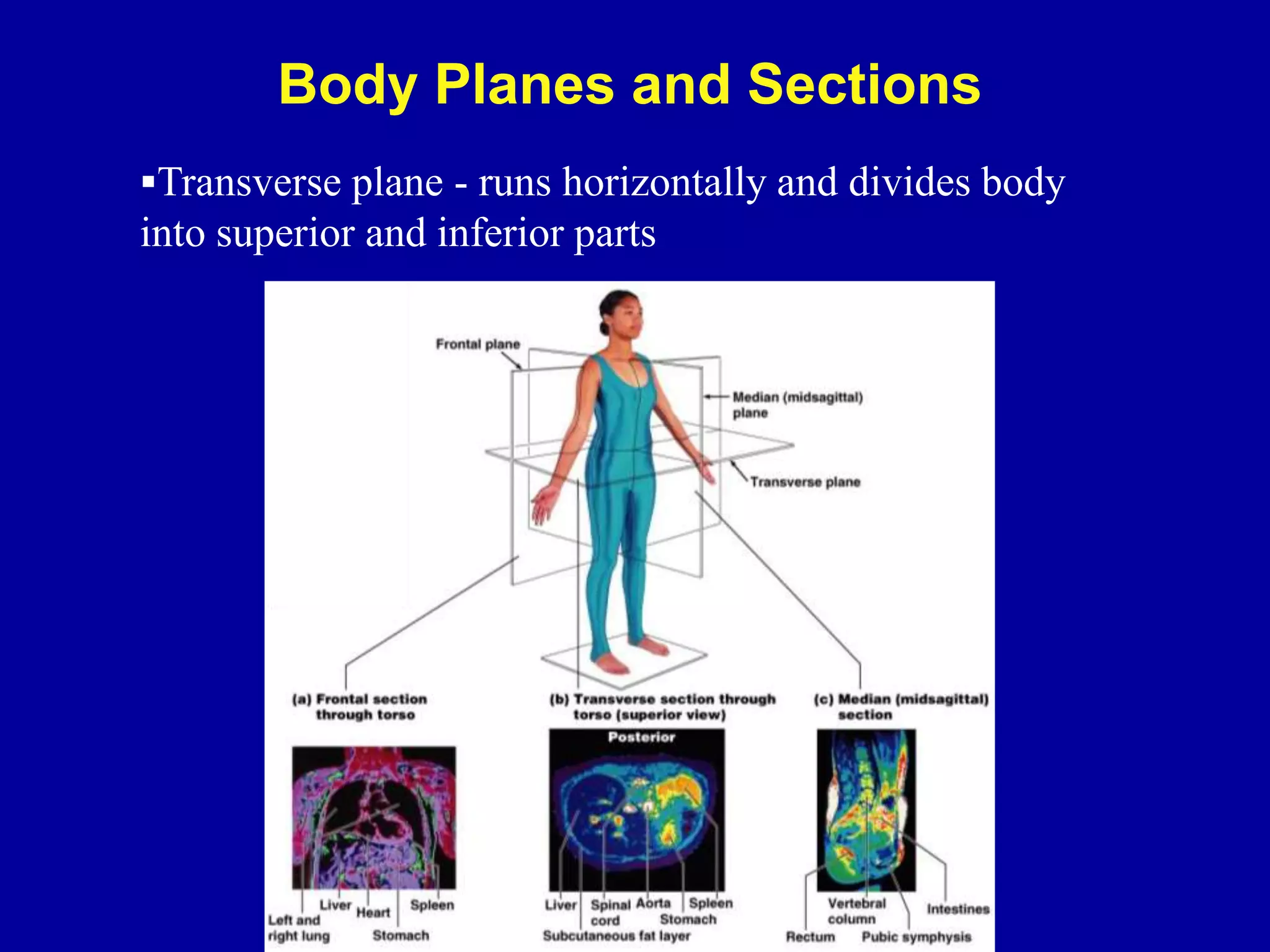 Transverse plane - runs horizontally and divides body
into superior and inferior parts
Body Planes and Sections
 