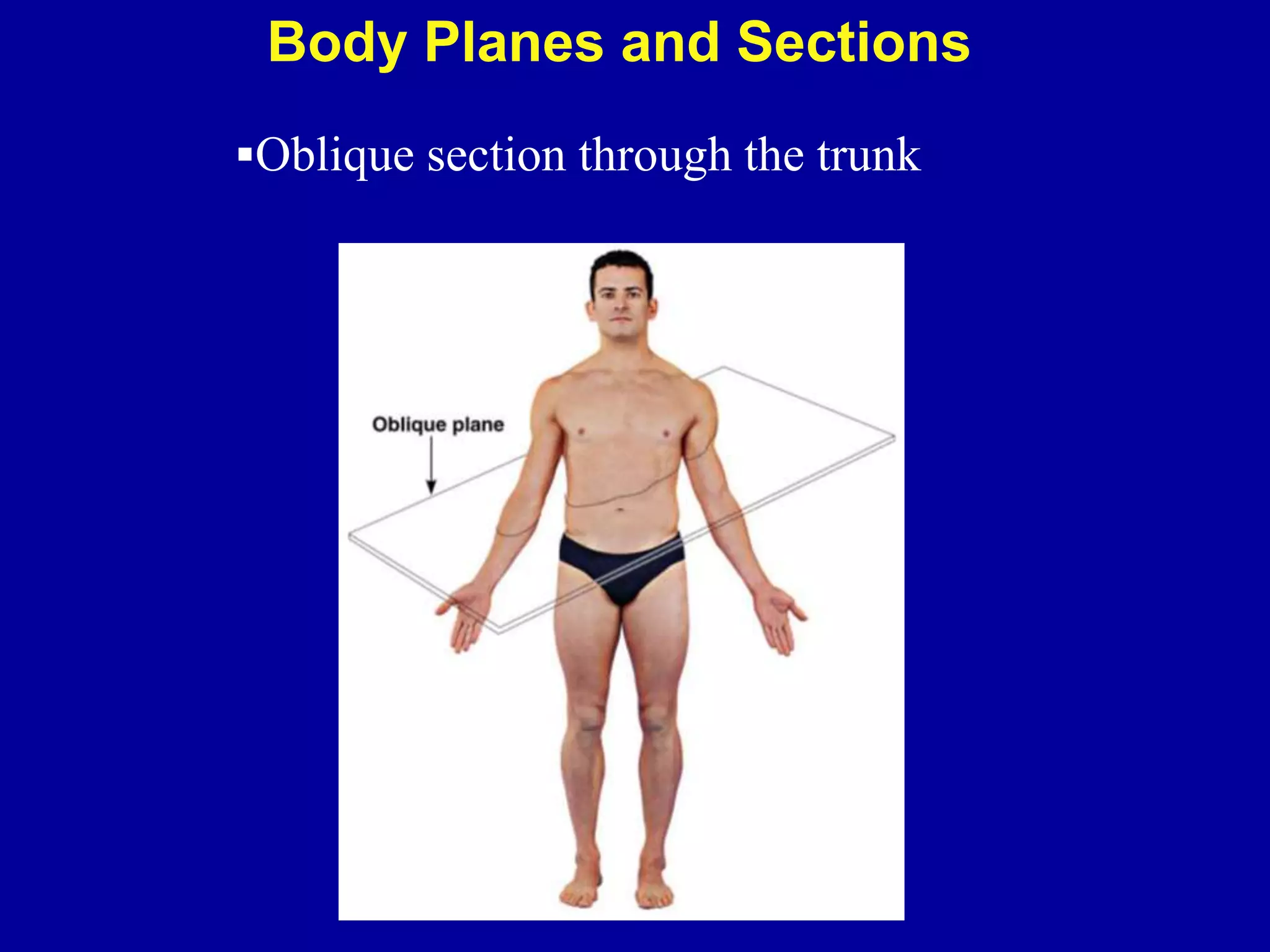 Body Planes and Sections
Oblique section through the trunk
 