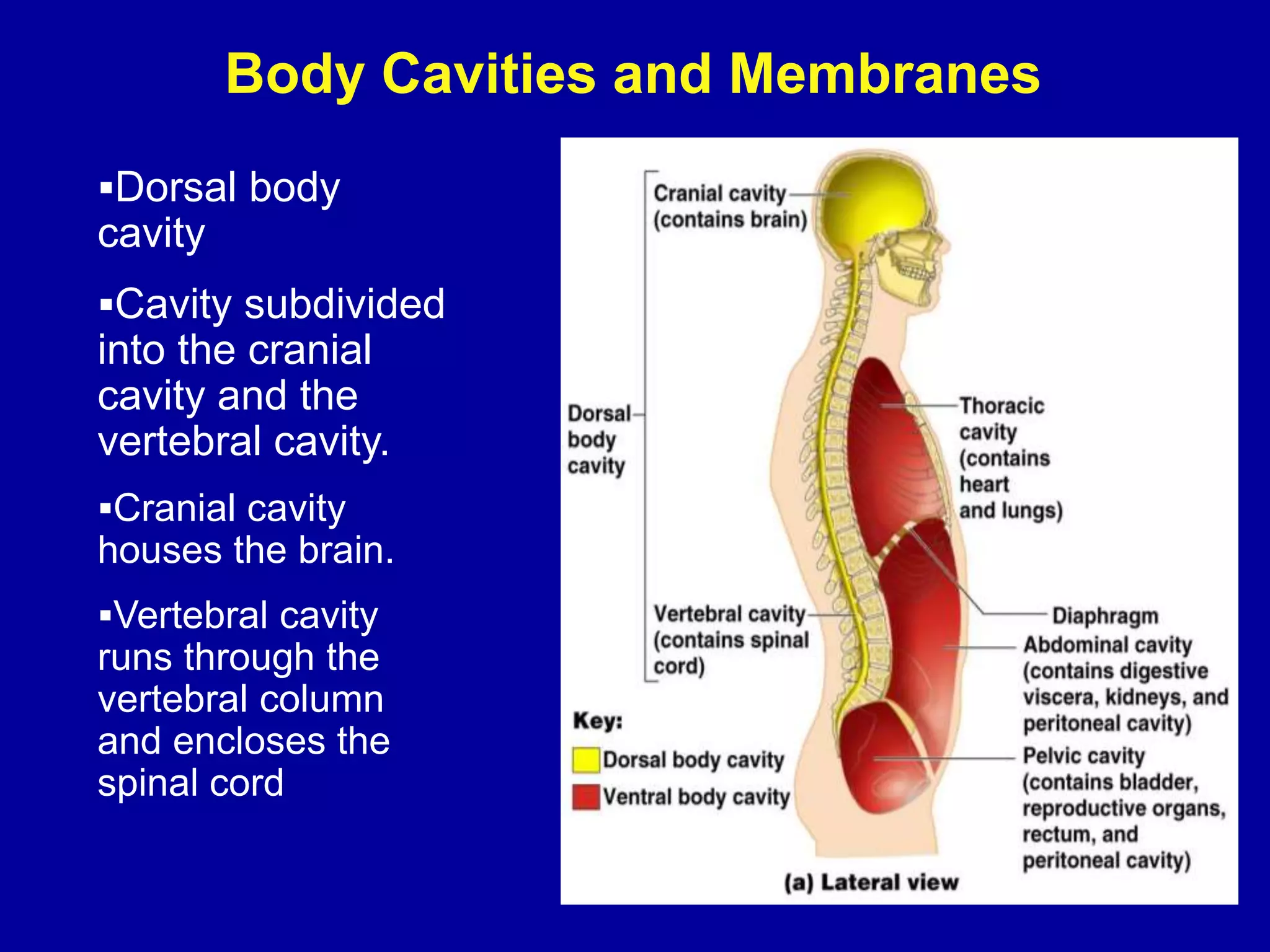 Body Cavities and Membranes
Dorsal body
cavity
Cavity subdivided
into the cranial
cavity and the
vertebral cavity.
Cranial cavity
houses the brain.
Vertebral cavity
runs through the
vertebral column
and encloses the
spinal cord
 