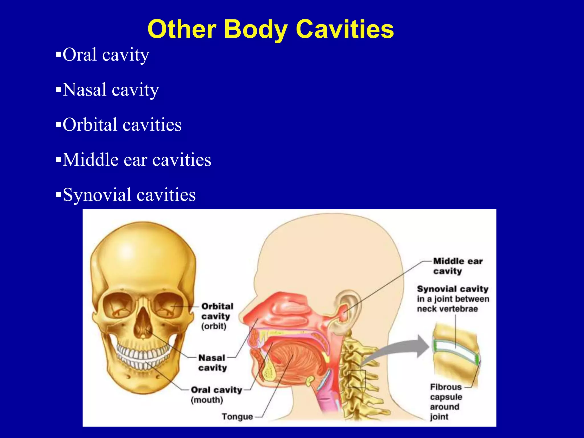 Oral cavity
Nasal cavity
Orbital cavities
Middle ear cavities
Synovial cavities
Other Body Cavities
 