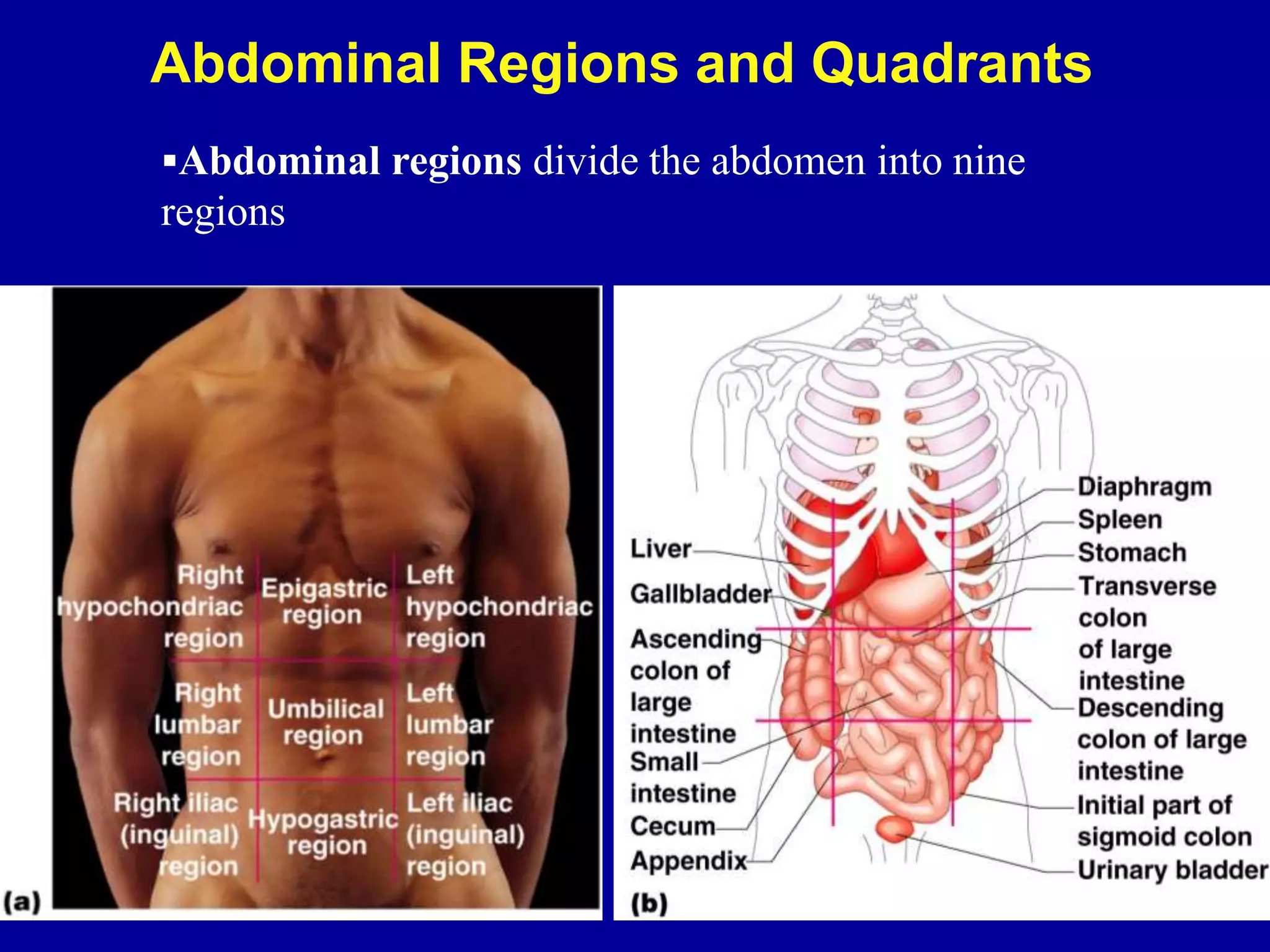 Abdominal Regions and Quadrants
Abdominal regions divide the abdomen into nine
regions
 
