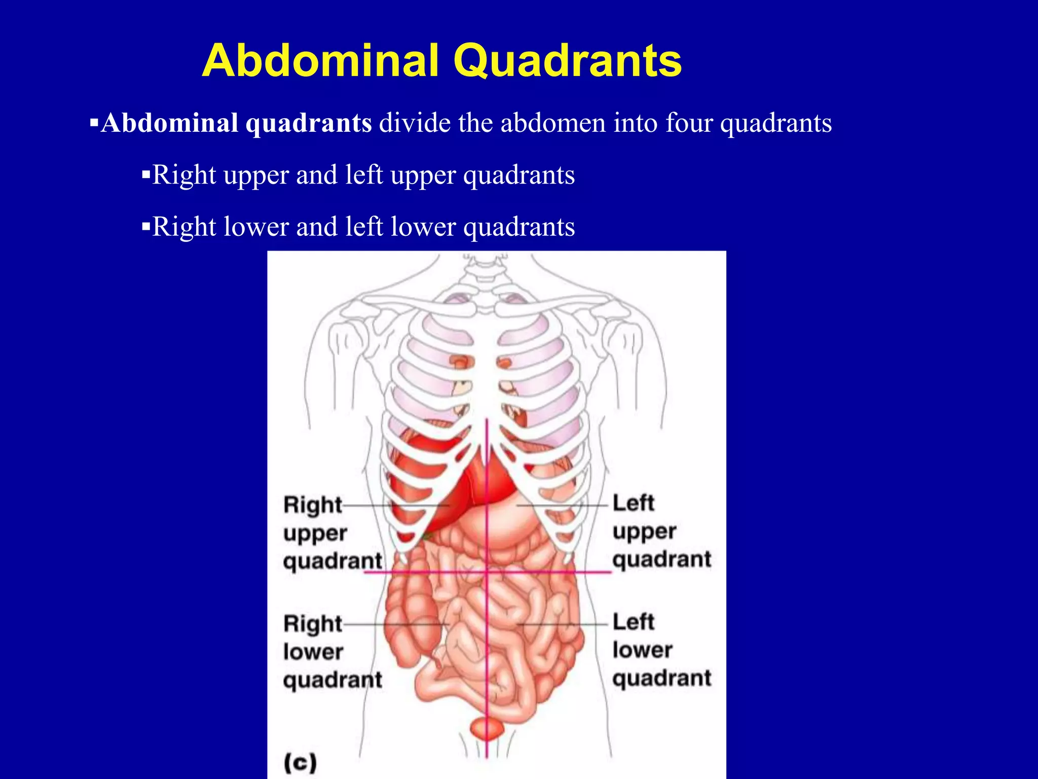 Abdominal Quadrants
Abdominal quadrants divide the abdomen into four quadrants
Right upper and left upper quadrants
Right lower and left lower quadrants
 