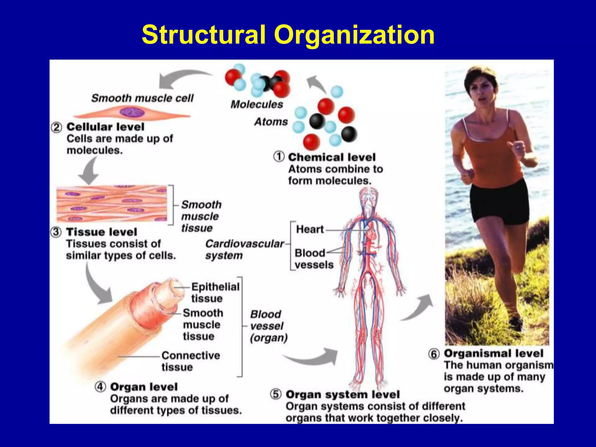 Structural Organization
 
