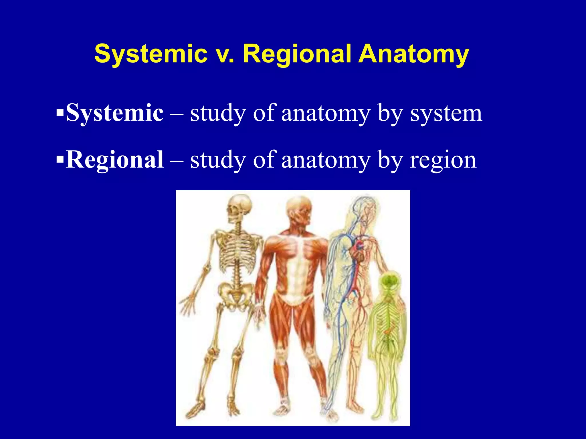 Systemic – study of anatomy by system
Regional – study of anatomy by region
Systemic v. Regional Anatomy
 