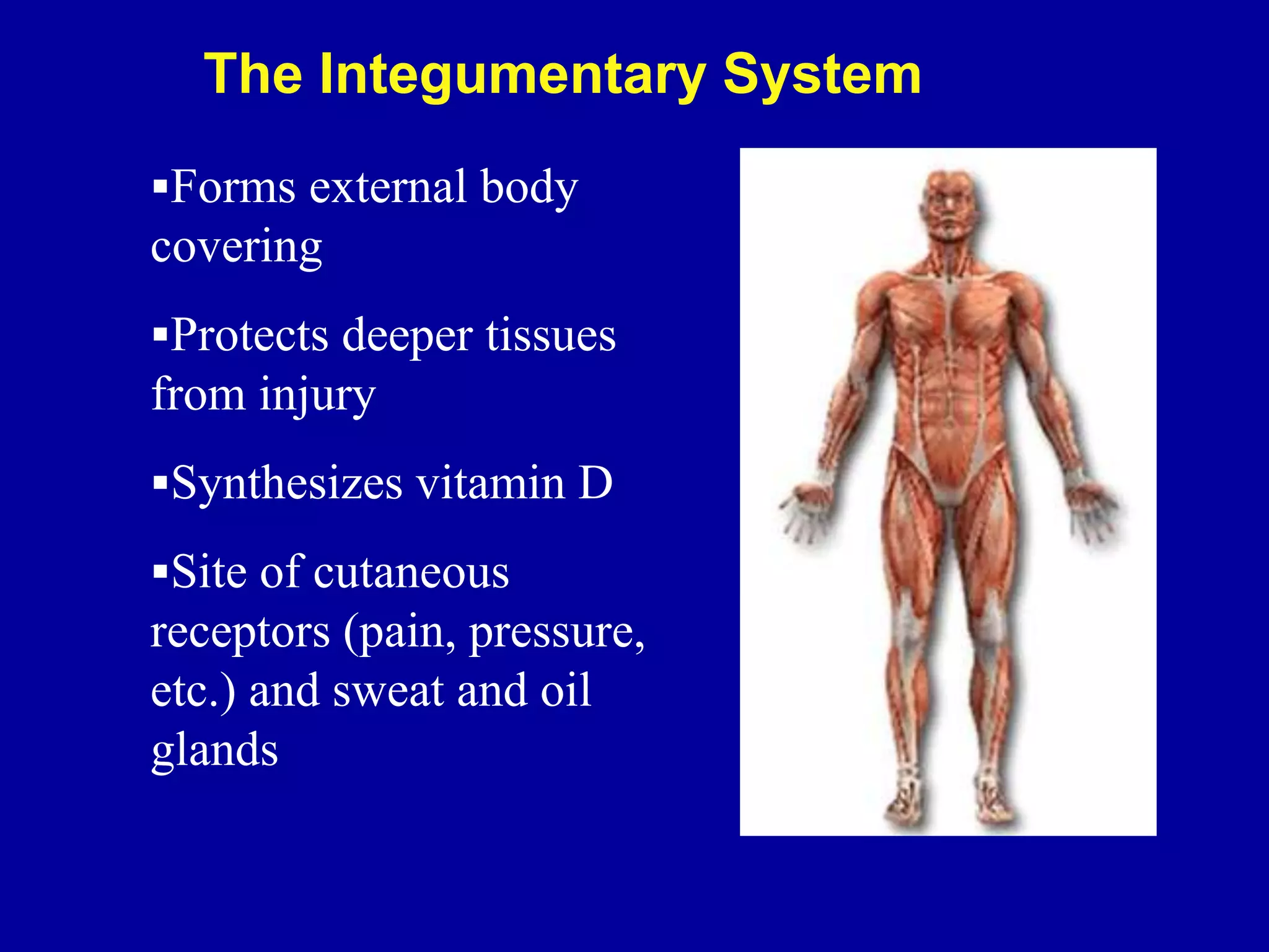 Forms external body
covering
Protects deeper tissues
from injury
Synthesizes vitamin D
Site of cutaneous
receptors (pain, pressure,
etc.) and sweat and oil
glands
The Integumentary System
 