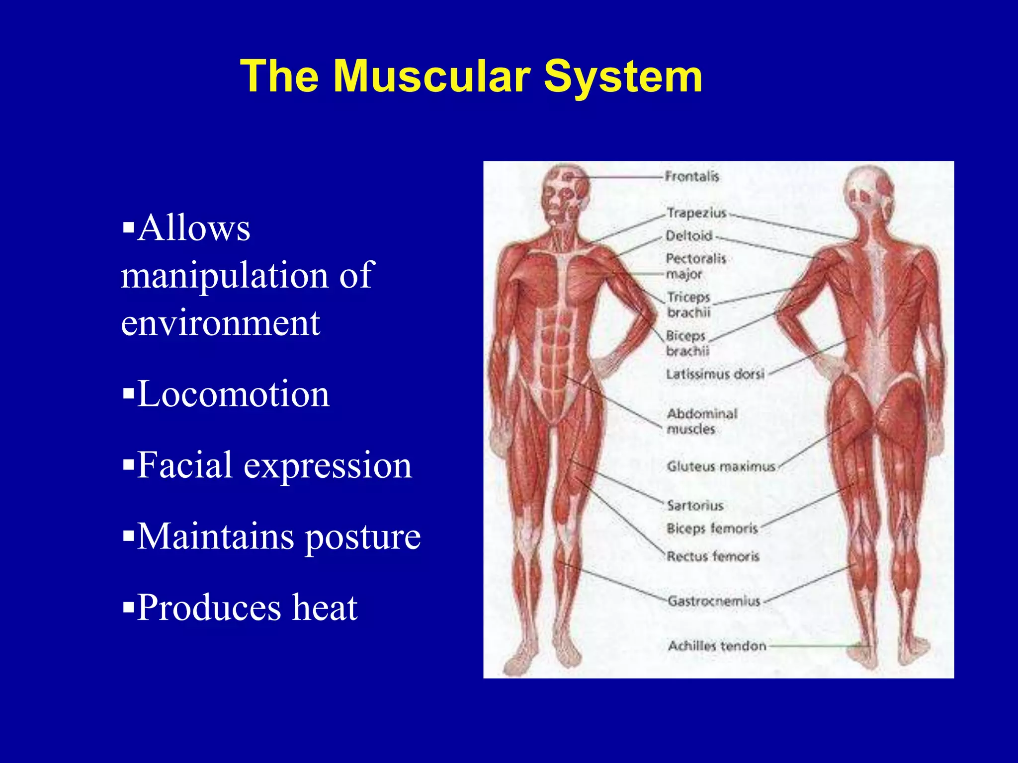Allows
manipulation of
environment
Locomotion
Facial expression
Maintains posture
Produces heat
The Muscular System
 