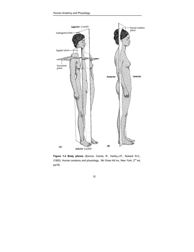 ANATOMY PHYSIOLOGY NOTES.pdf | Biological Sciences | Science