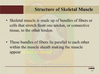 Anatomy & Physiology of Animals | PDF