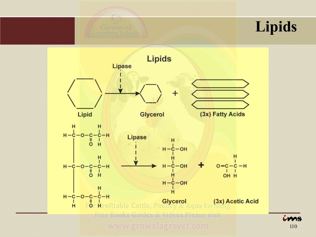Anatomy & Physiology of Animals
