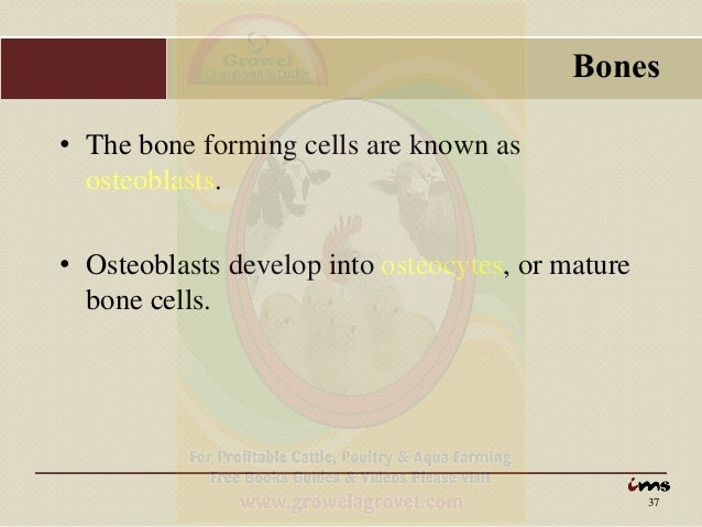 Anatomy & Physiology of Animals