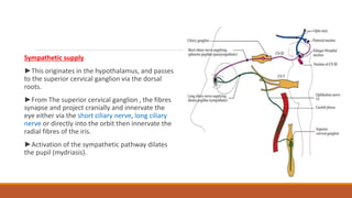 Anatomy & physiology of Brain,Spinl cord Nerve,Eye.pptx
