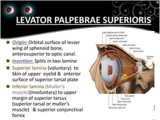 23rd July '15
1
LEVATOR PALPEBRAE SUPERIORIS
 Origin: Orbital surface of lesser
wing of sphenoid bone,
anterosuperior to optic canal.
 Insertion: Splits in two lamina
 Superior lamina (voluntary) to
Skin of upper eyelid & anterior
surface of superior tarsal plate
 Inferior lamina (Muller’s
muscle)(involuntary) to upper
margin of superior tarsus
(superior tarsal or muller’s
muscle) & superior conjunctival
fornix
 