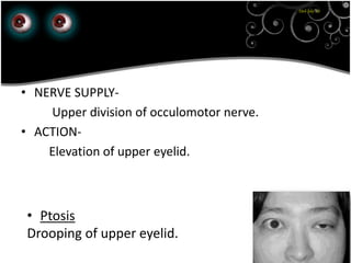 23rd July '15
1
• NERVE SUPPLY-
Upper division of occulomotor nerve.
• ACTION-
Elevation of upper eyelid.
• Ptosis
Drooping of upper eyelid.
 