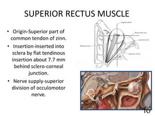 SUPERIOR RECTUS MUSCLE
• Origin-Superior part of
common tendon of zinn.
• Insertion-inserted into
sclera by flat tendinous
insertion about 7.7 mm
behind sclero-corneal
junction.
• Nerve supply-superior
division of occulomotor
nerve.
16
 
