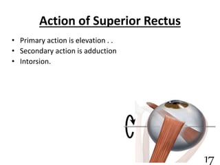 Action of Superior Rectus
• Primary action is elevation . .
• Secondary action is adduction
• Intorsion.
17
 