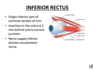 INFERIOR RECTUS
• Origin-inferior part of
common tendon of zinn
• Insertion-in the sclera 6.5
mm behind sclero corneal
junction.
• Nerve supply-inferior
division occulomotor
nerve.
18
 