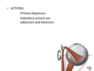 • ACTIONS-
Primary depressor.
Subsidiary actions are
adduction and extorsion.
19
 